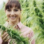 Hemp Is Federally Legal but Heavily Regulated